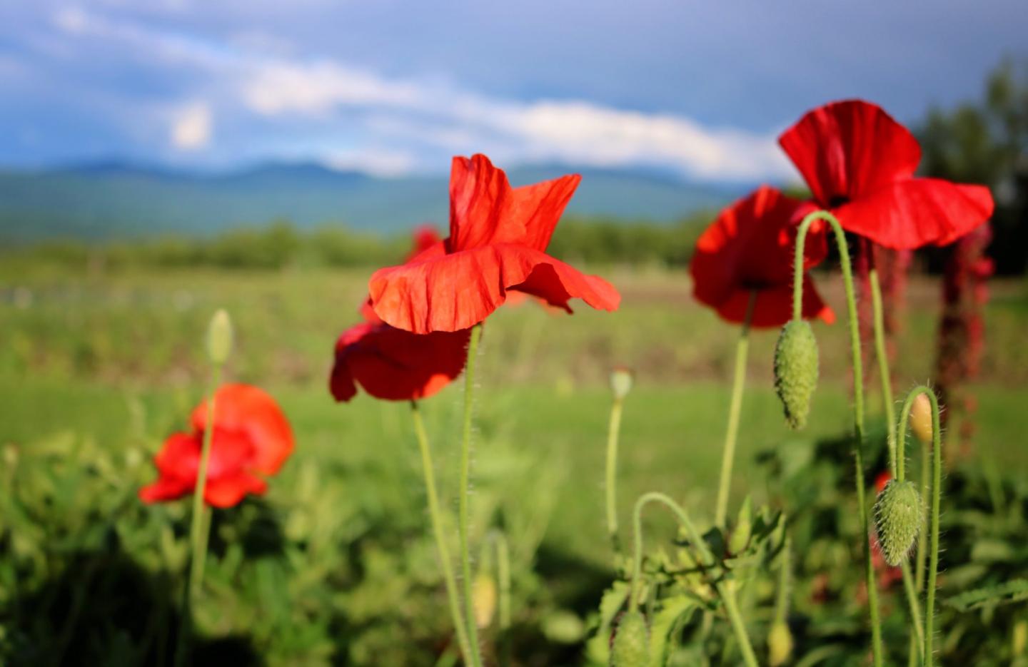 Stroll Through Gardens of Stowe this Summer