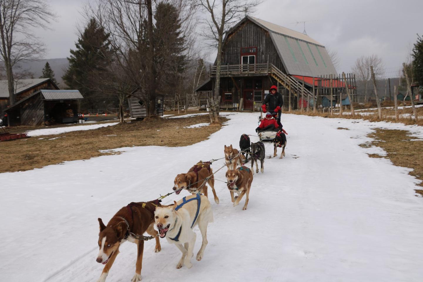Eden Ethical Dogsledding