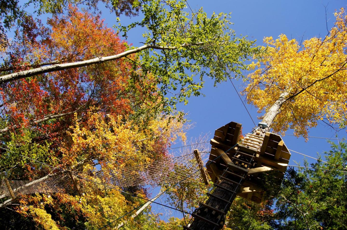ArborTrek Canopy Adventures