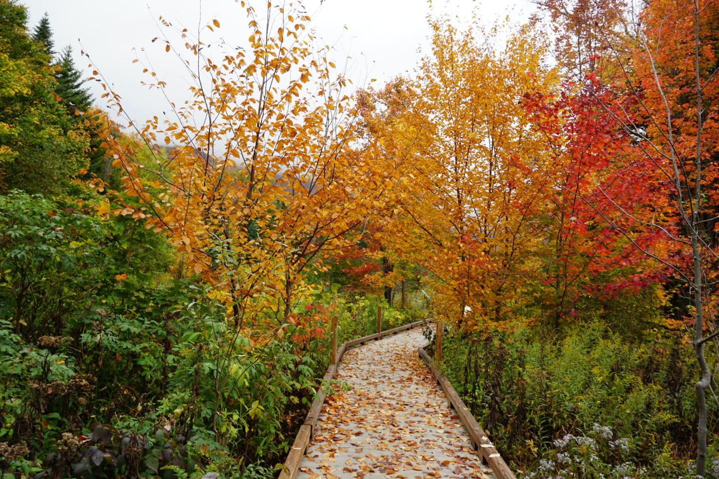 Five Fall Essentials When You're in Stowe