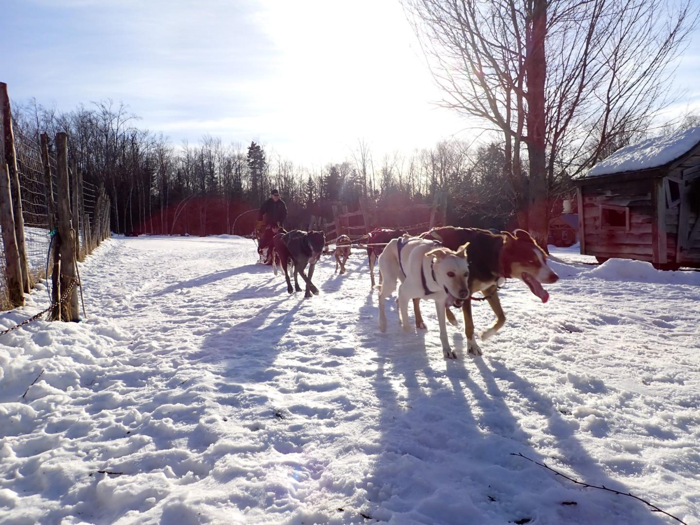 Eden Ethical Dogsledding