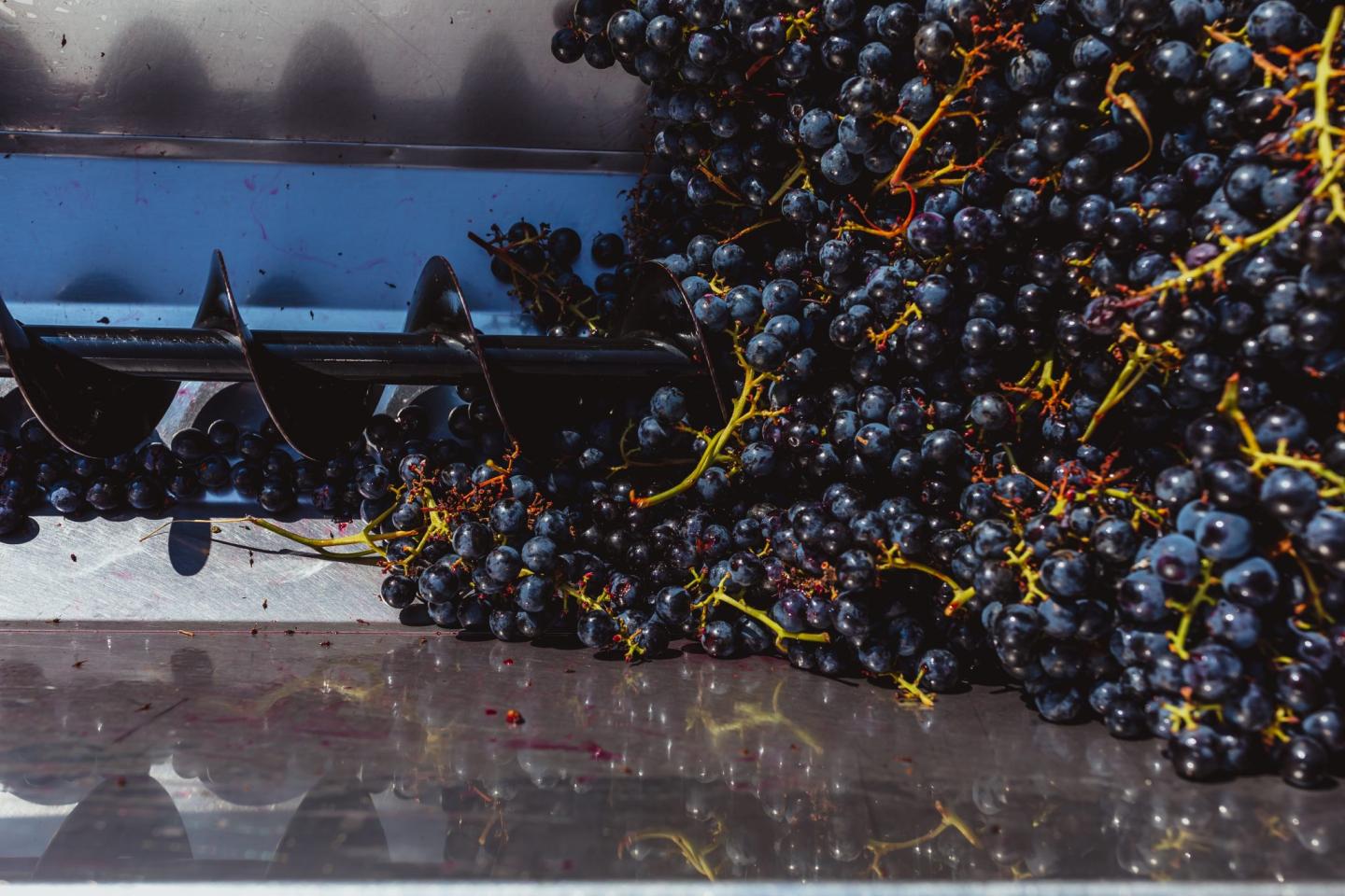 Ellison Estate Vineyard