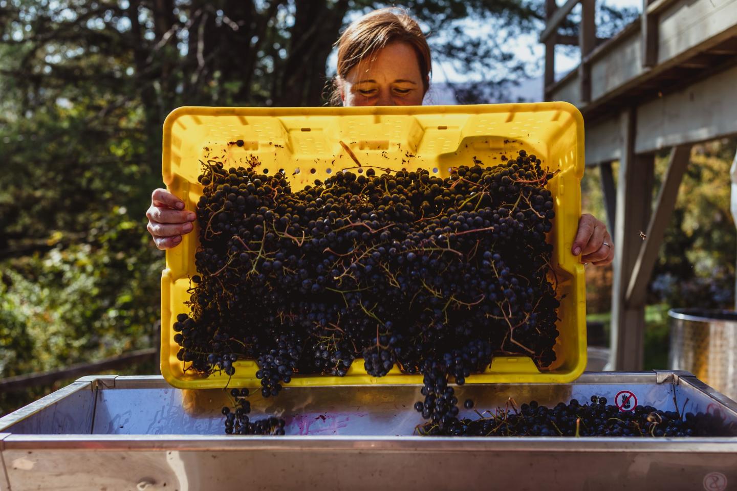 Ellison Estate Vineyard