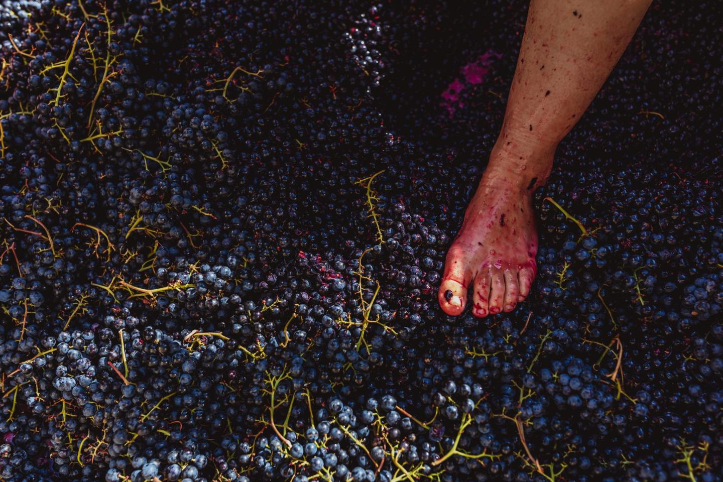 Ellison Estate Vineyard