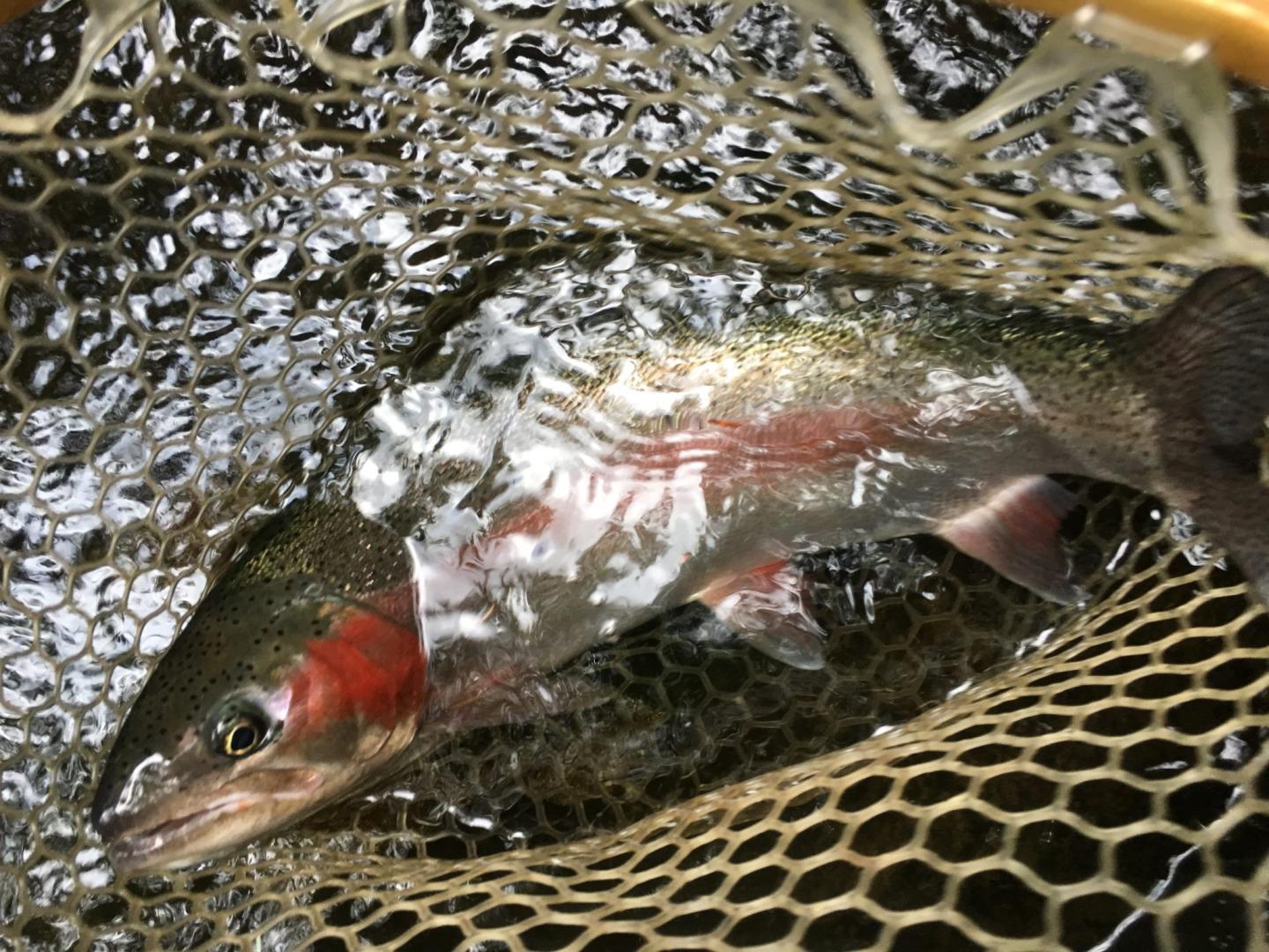 Catamount Fishing Adventures