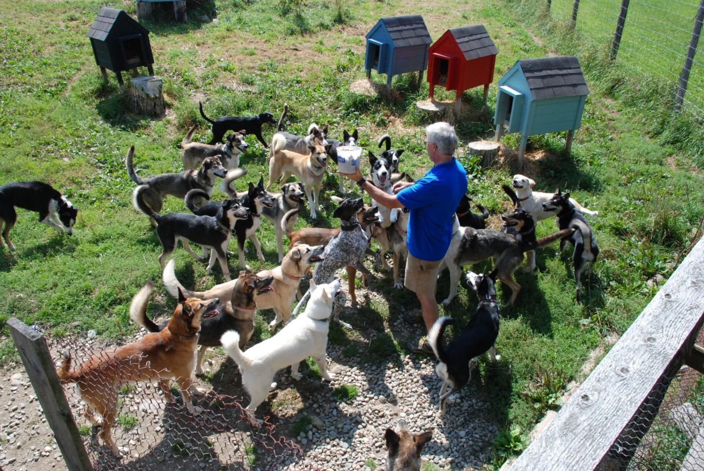 Eden Ethical Dogsledding