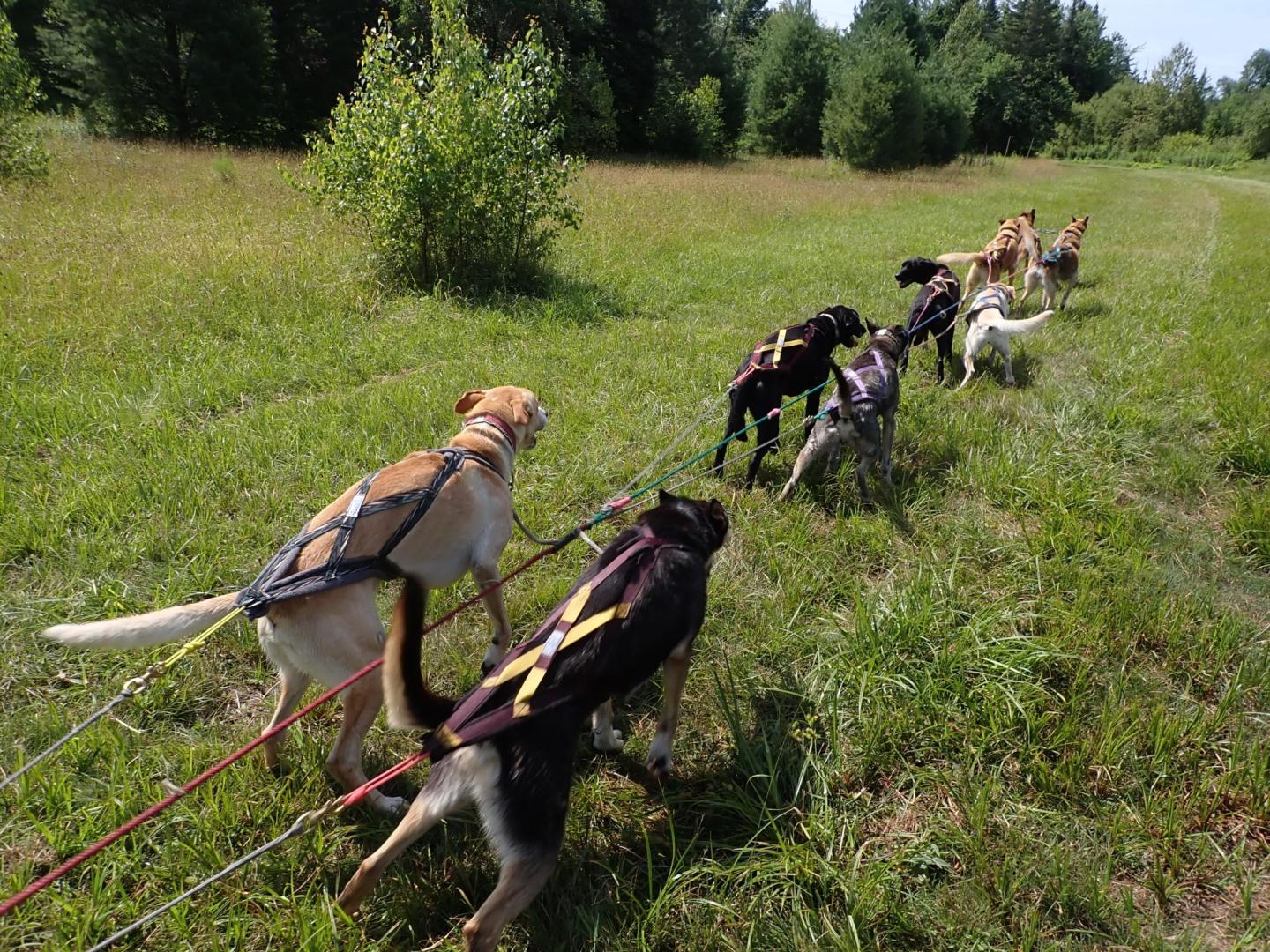 Eden Ethical Dogsledding
