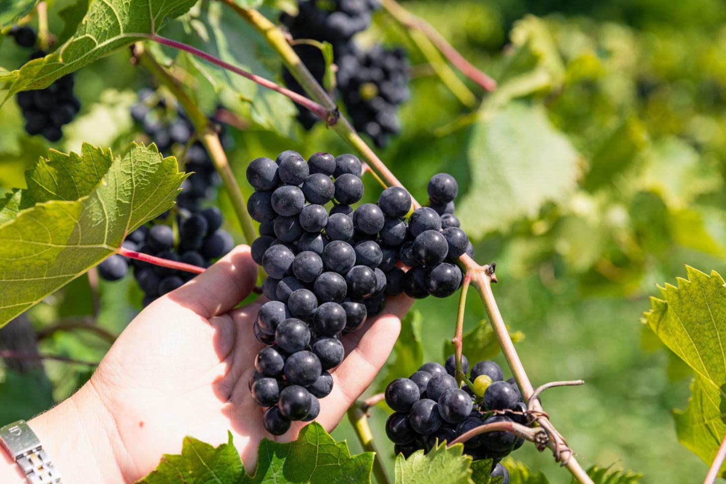 Ellison Estate Vineyard