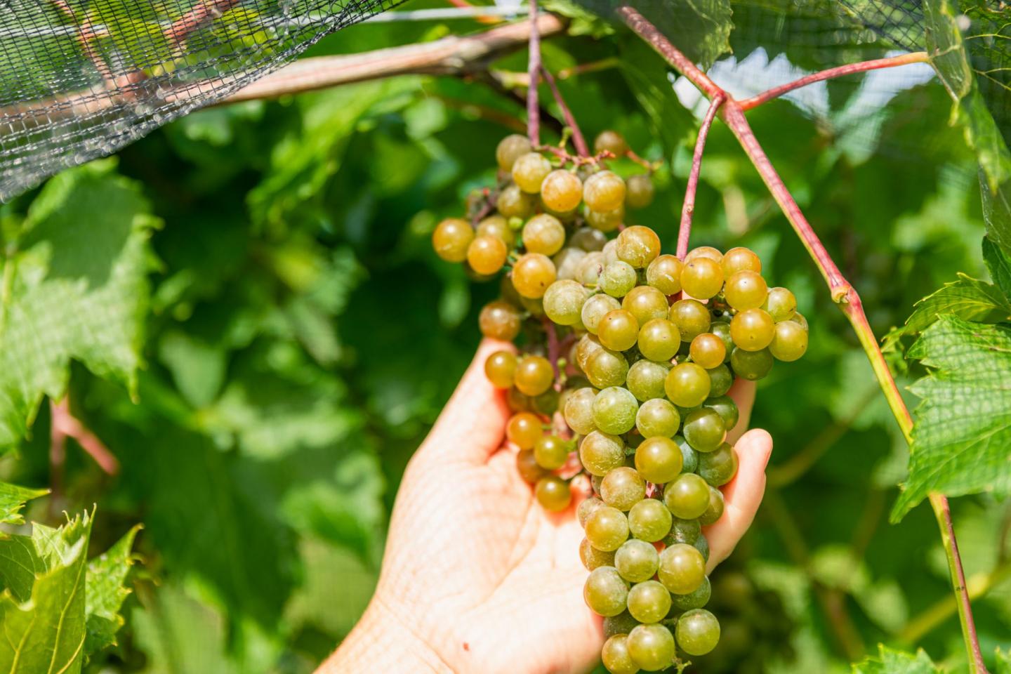 Ellison Estate Vineyard