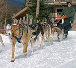 Eden Ethical Dogsledding