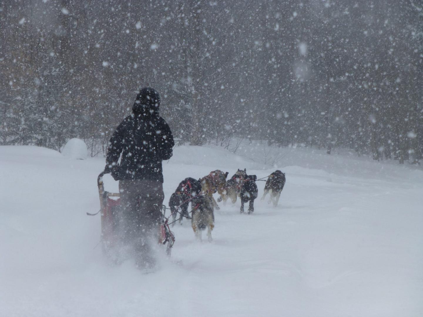 Eden Ethical Dogsledding