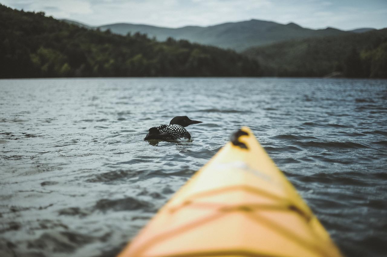 Wildlife From The Water
