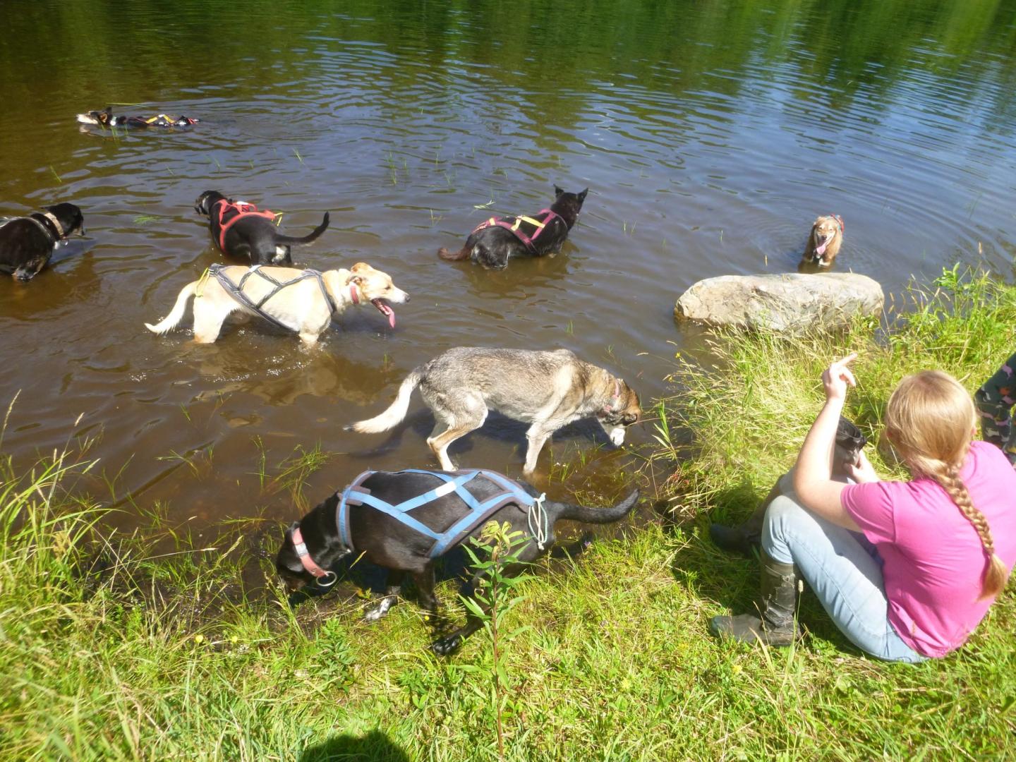 Eden Ethical Dogsledding