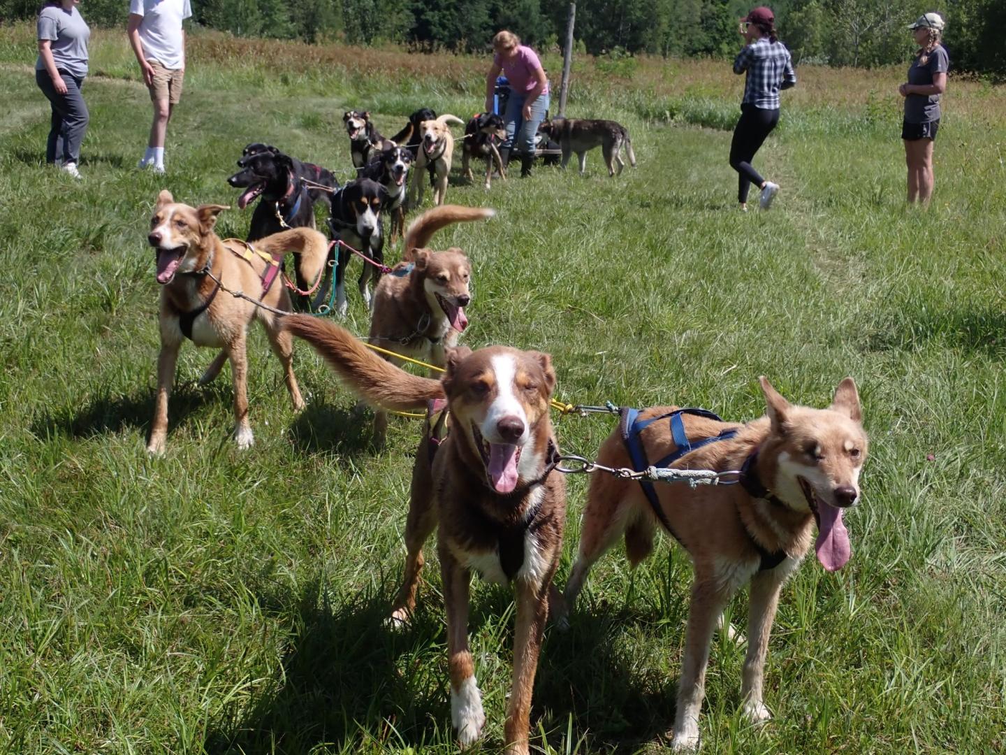 Eden Ethical Dogsledding