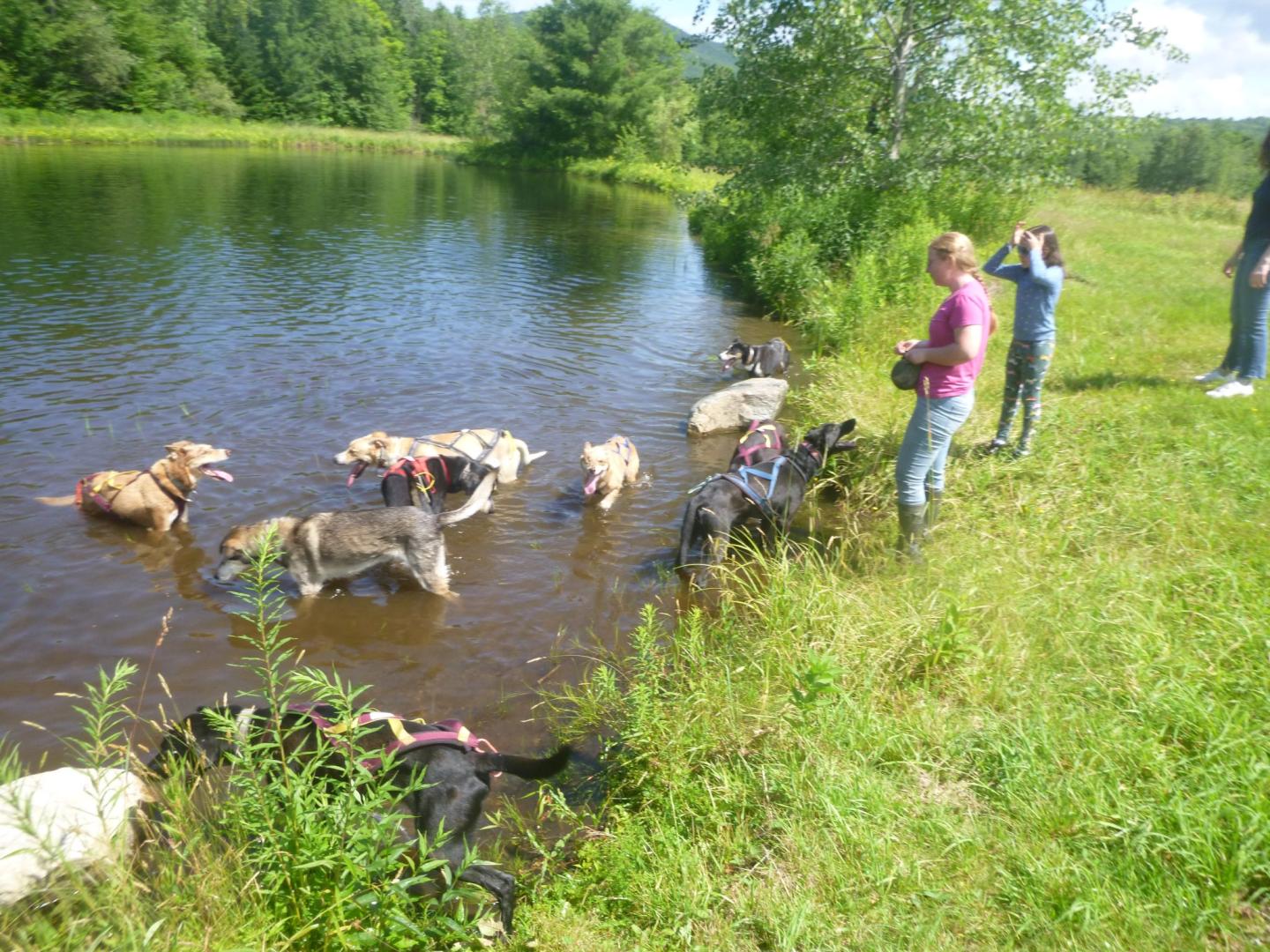 Eden Ethical Dogsledding