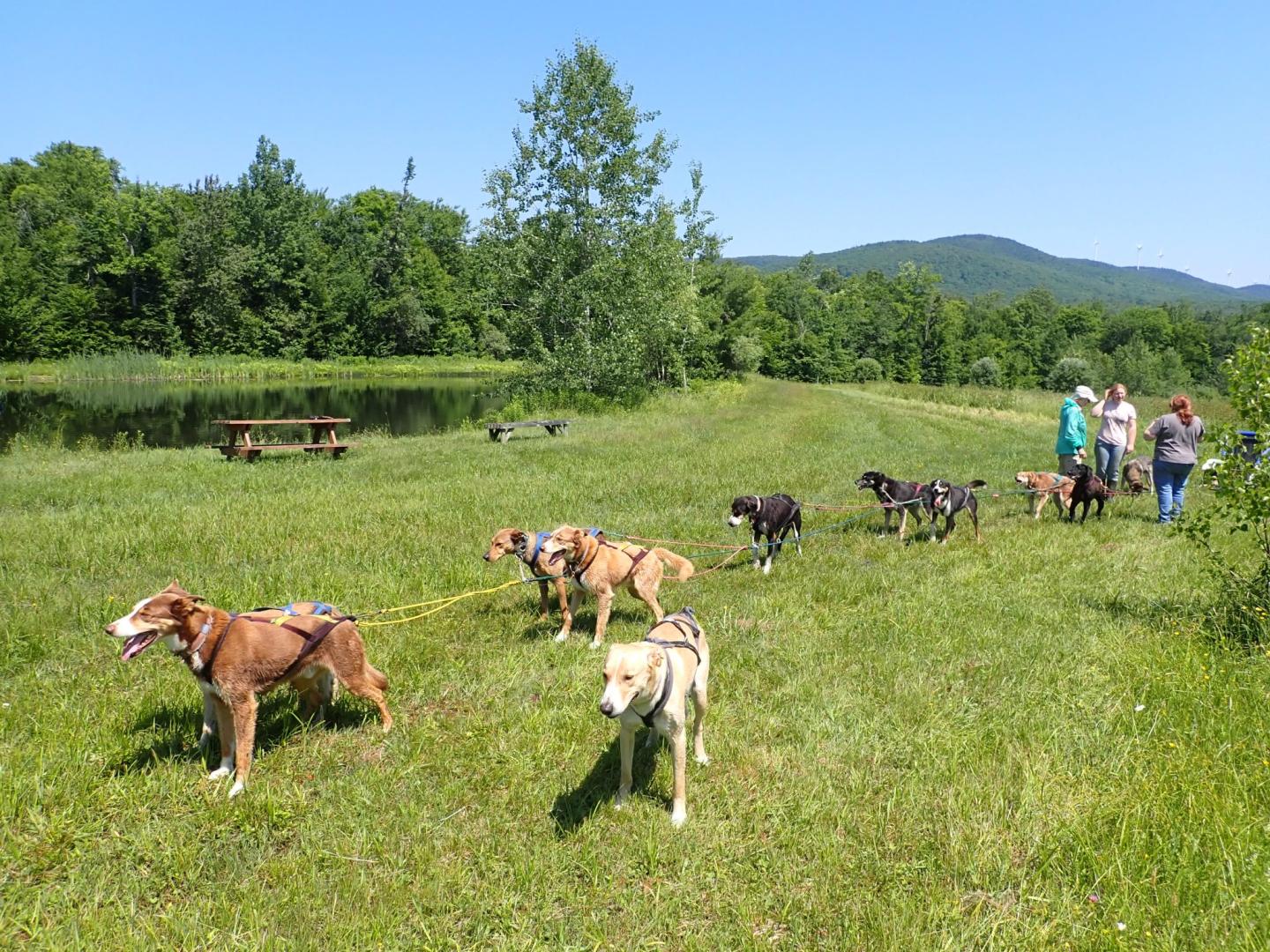 Eden Ethical Dogsledding