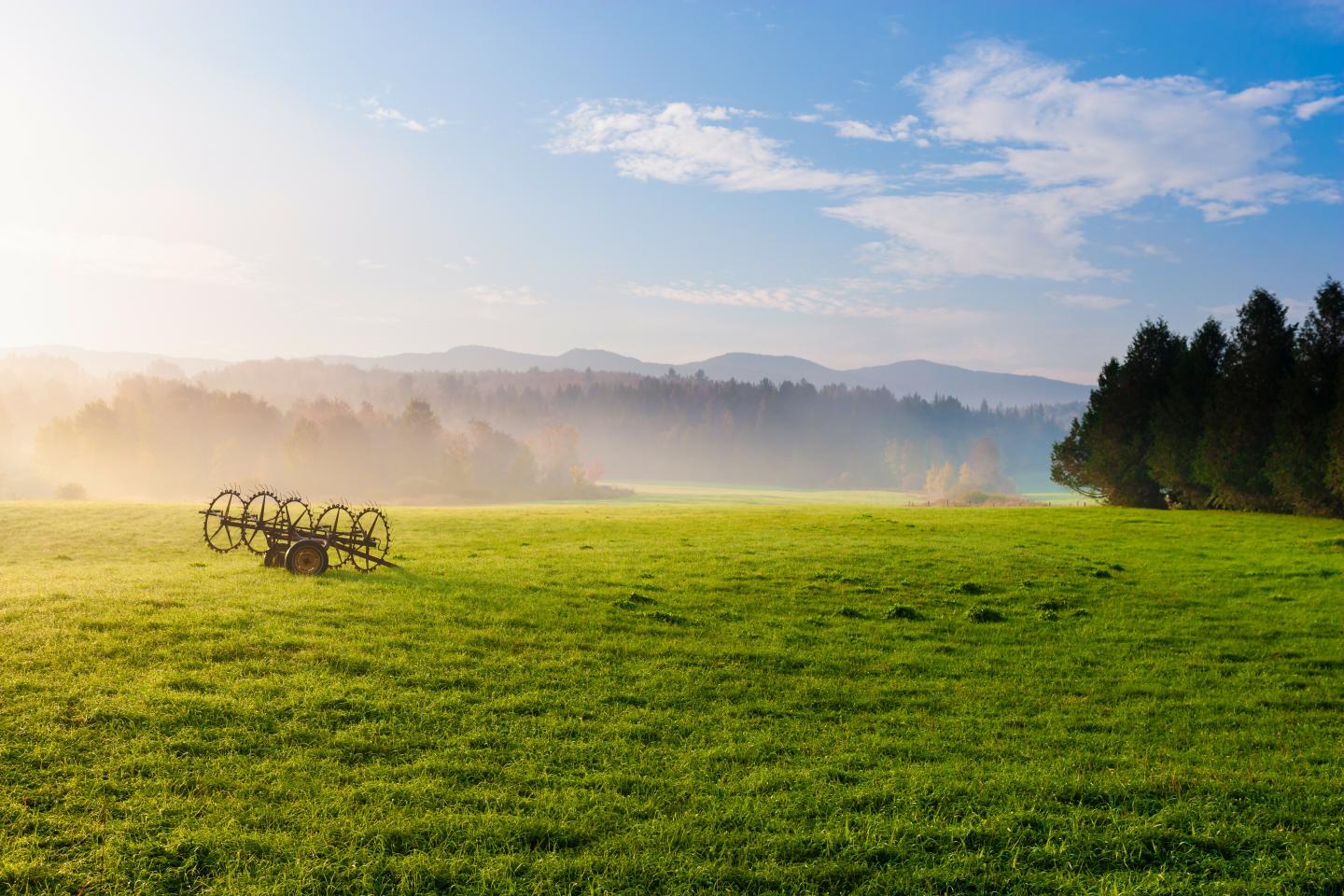 Sunny meadow with distant mist, trees, and old wooden wheels.
