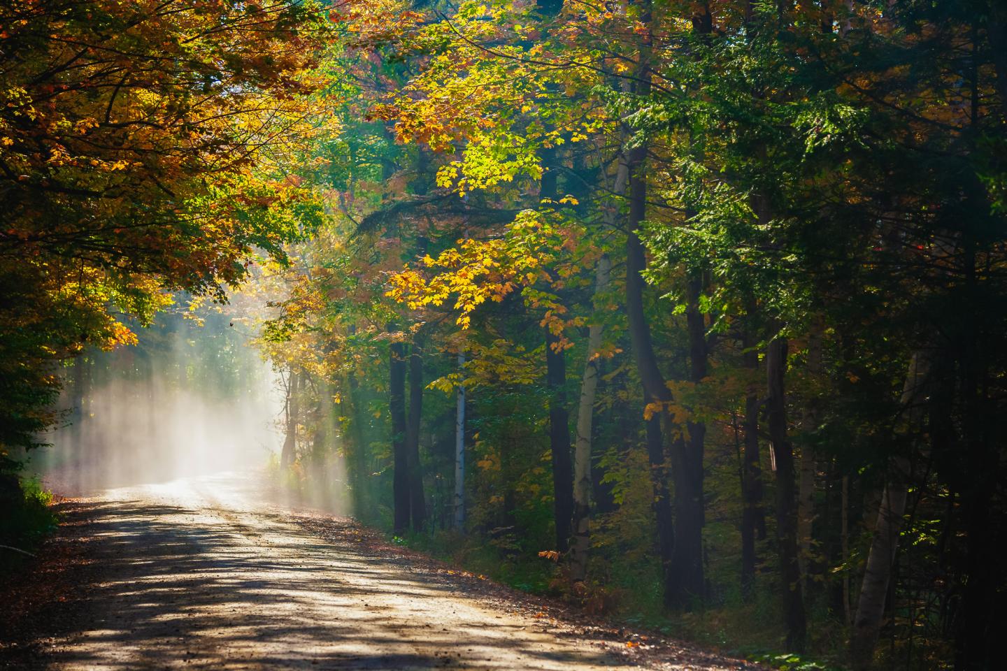 Sunlit forest path with autumn leaves and misty air.
