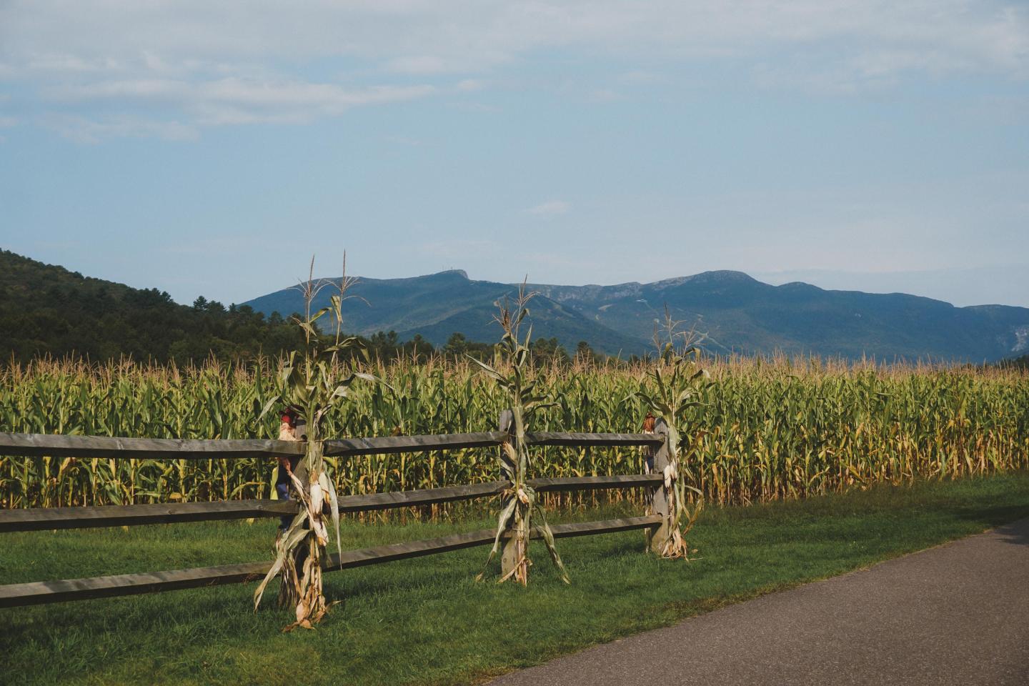 Cornfield with wooden fence, mountains in the background under a clear blue sky.