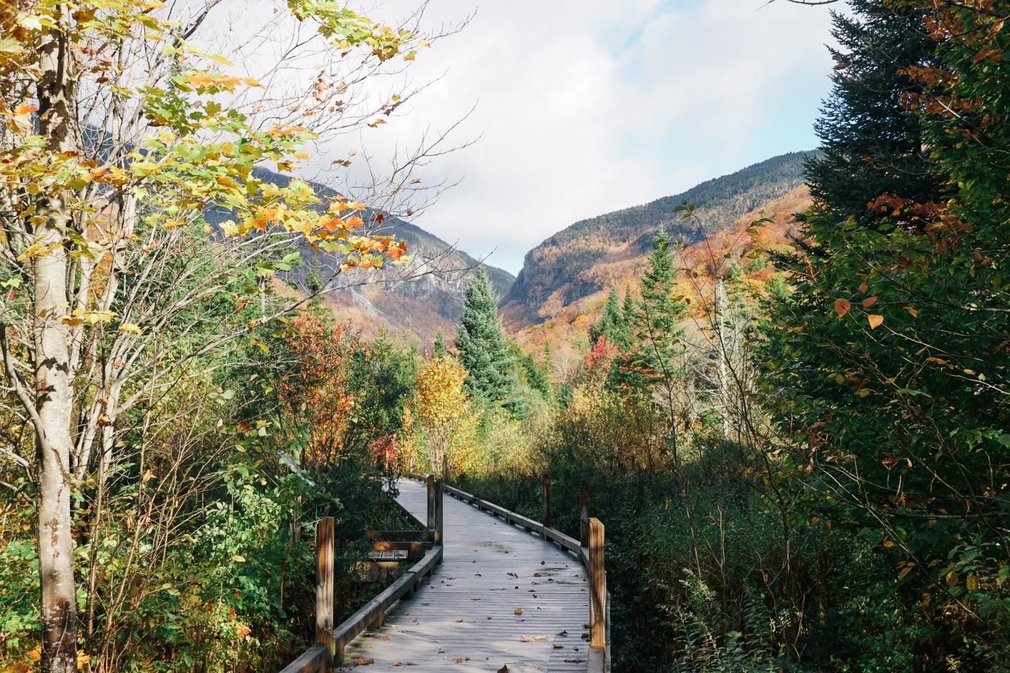 Wooden path through colorful autumn forest with mountains in the background.