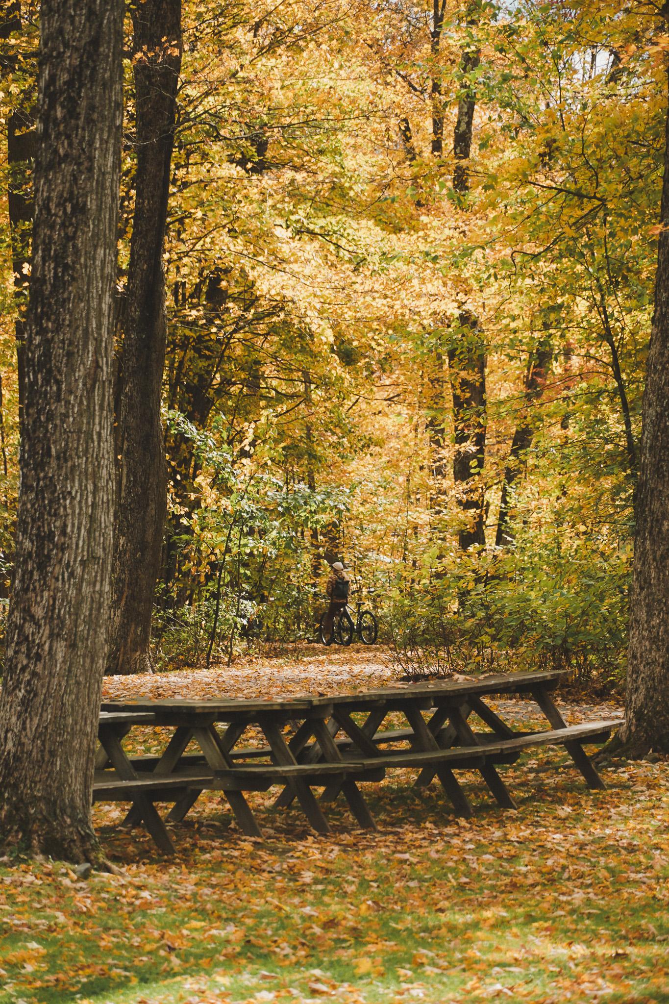 Wooden picnic table in an autumn forest with golden leaves.