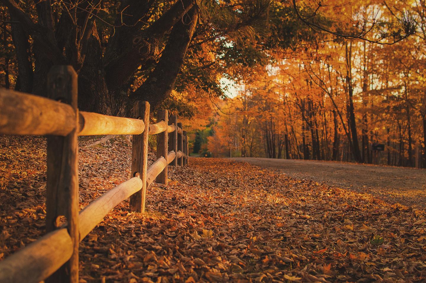 Autumn forest path with fallen leaves and wooden fence under a canopy of orange foliage.