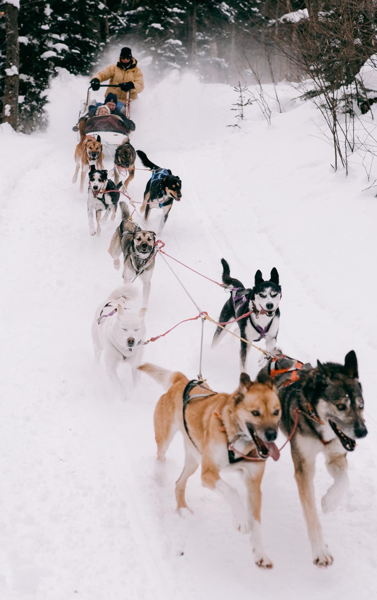 Dog sled team racing through snowy forest trail.