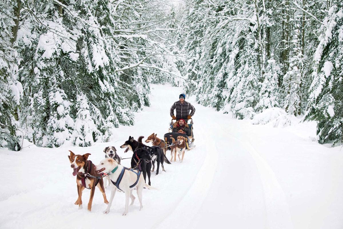 Dog sled team pulling a sled through a snowy forest.