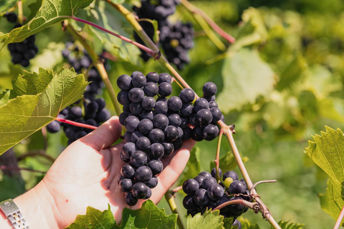 A hand holding a bunch of ripe black grapes on a vine.