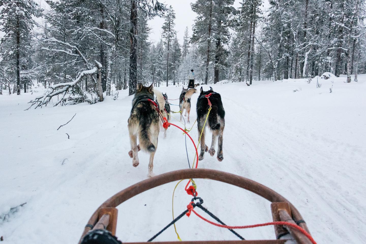 Dog sled team running through snowy forest.
