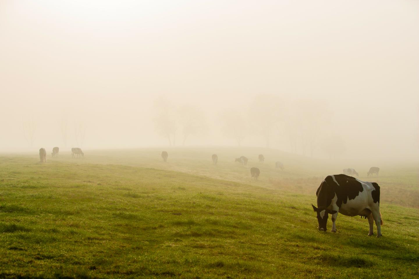 Misty pasture with grazing cows on lush green grass.