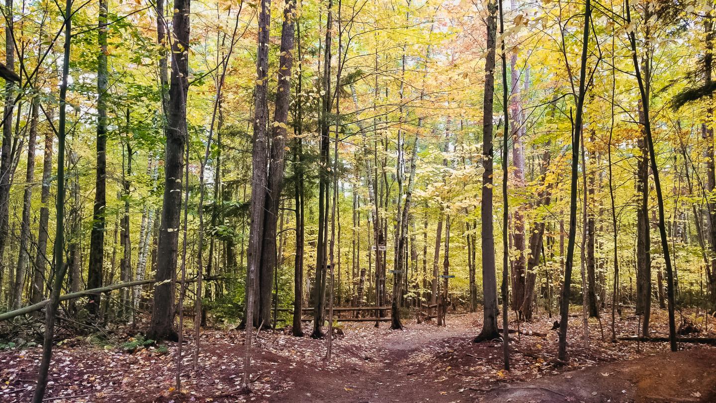 Forest with tall trees and autumn foliage, path covered in fallen leaves.