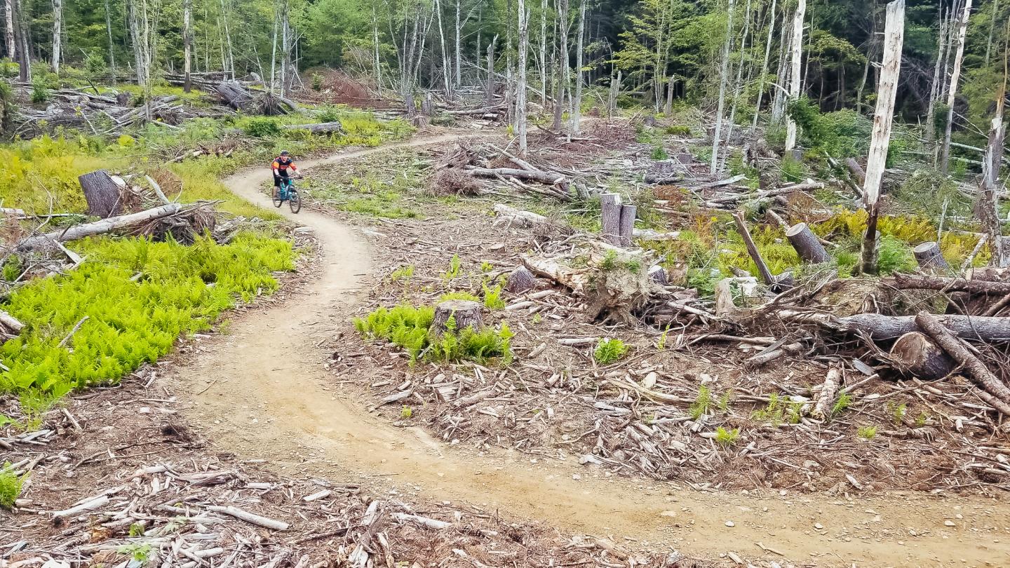 Winding dirt trail through a sparse forest with small patches of green.