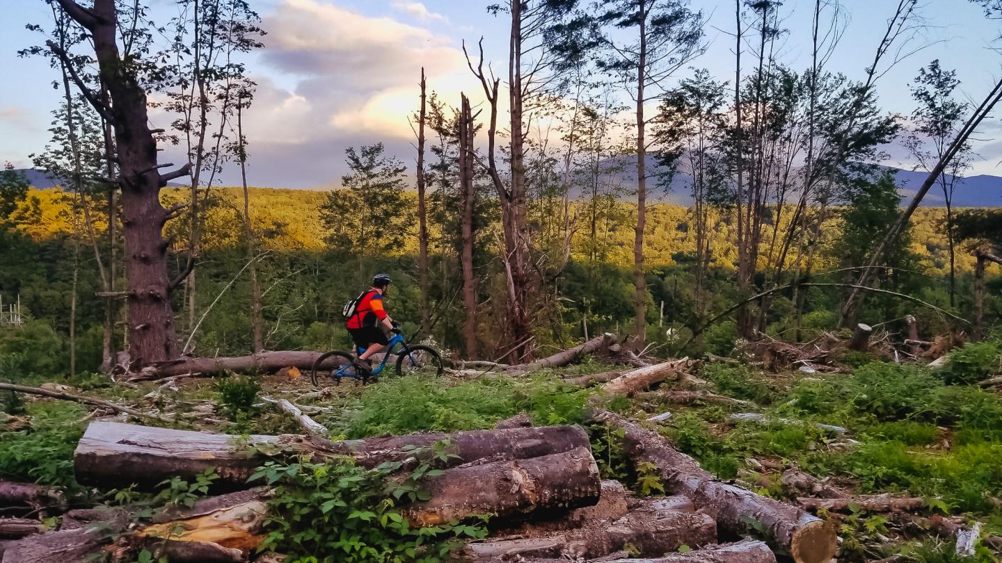 Cyclist in a red jacket rides through a forest with fallen trees at sunset.
