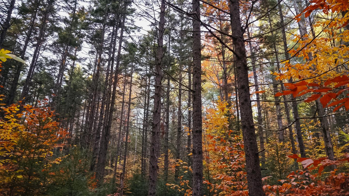 Tall trees with autumn leaves in a colorful forest.