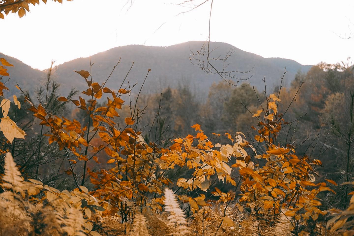 Autumn foliage with mountains in the background at sunset.
