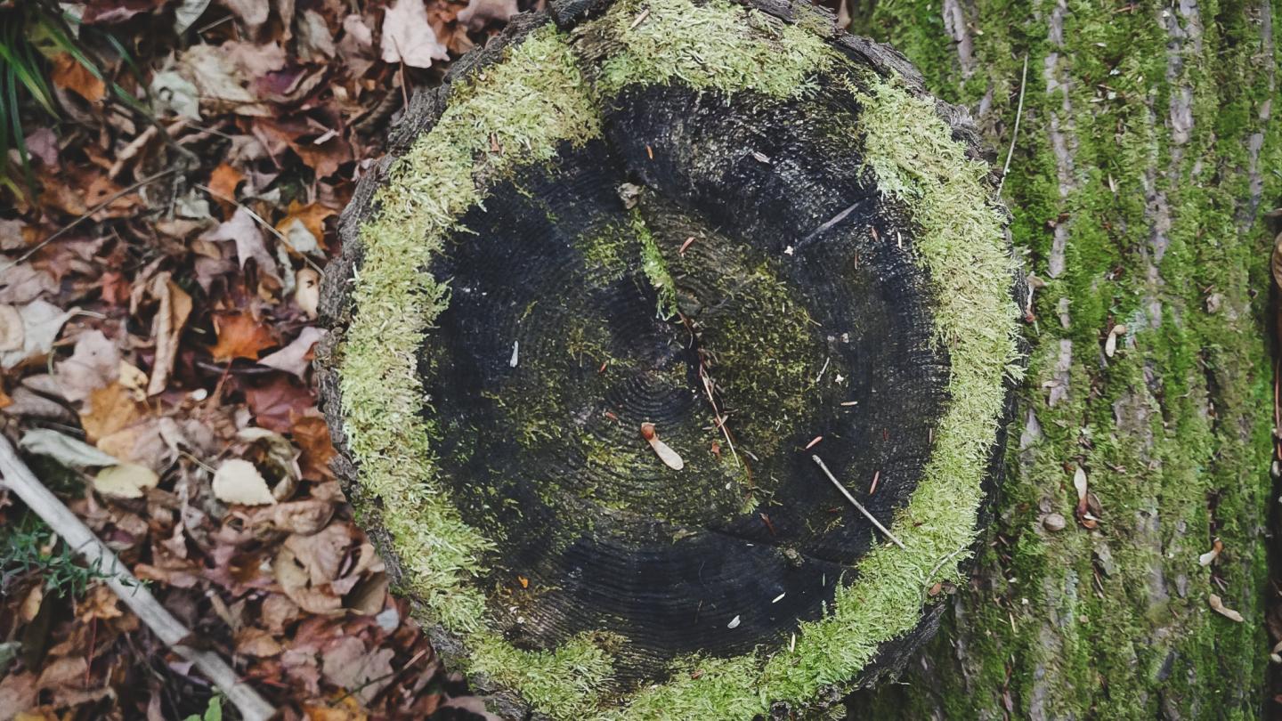 Tree stump with moss and surrounding fallen leaves.