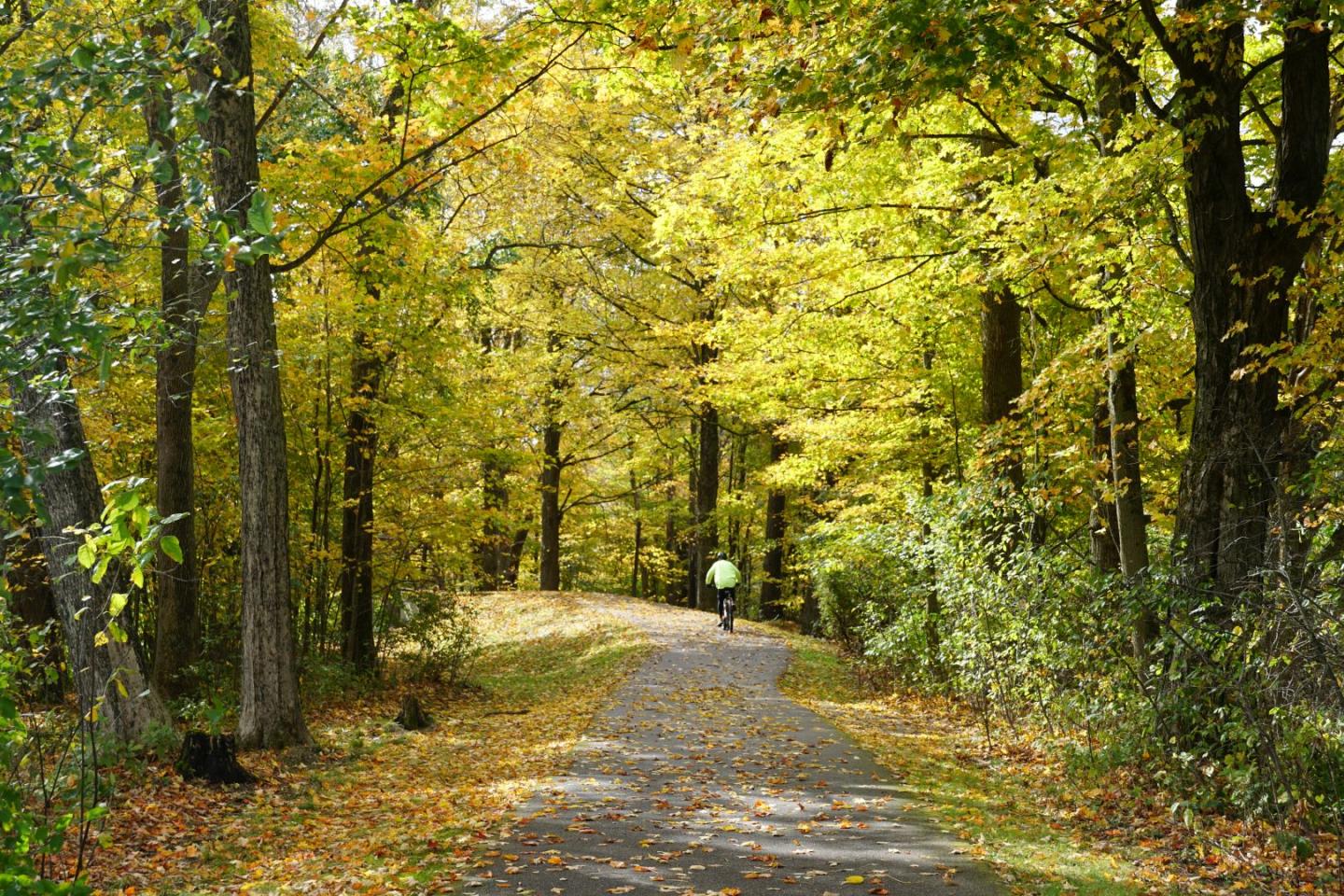 Path through autumn forest, cyclist in distance surrounded by yellow leaves.