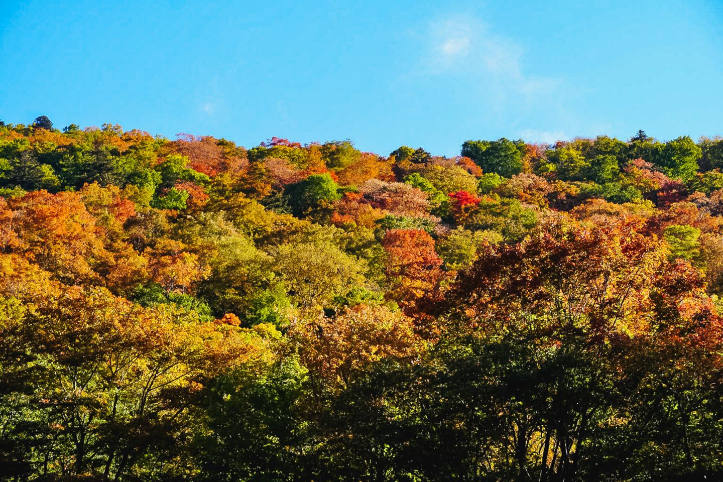 Autumn forest with vibrant red, orange, and green foliage under a clear blue sky.