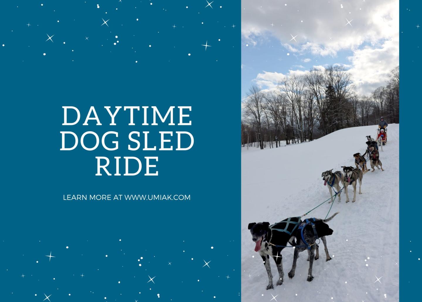 Daytime Dog Sled Rides