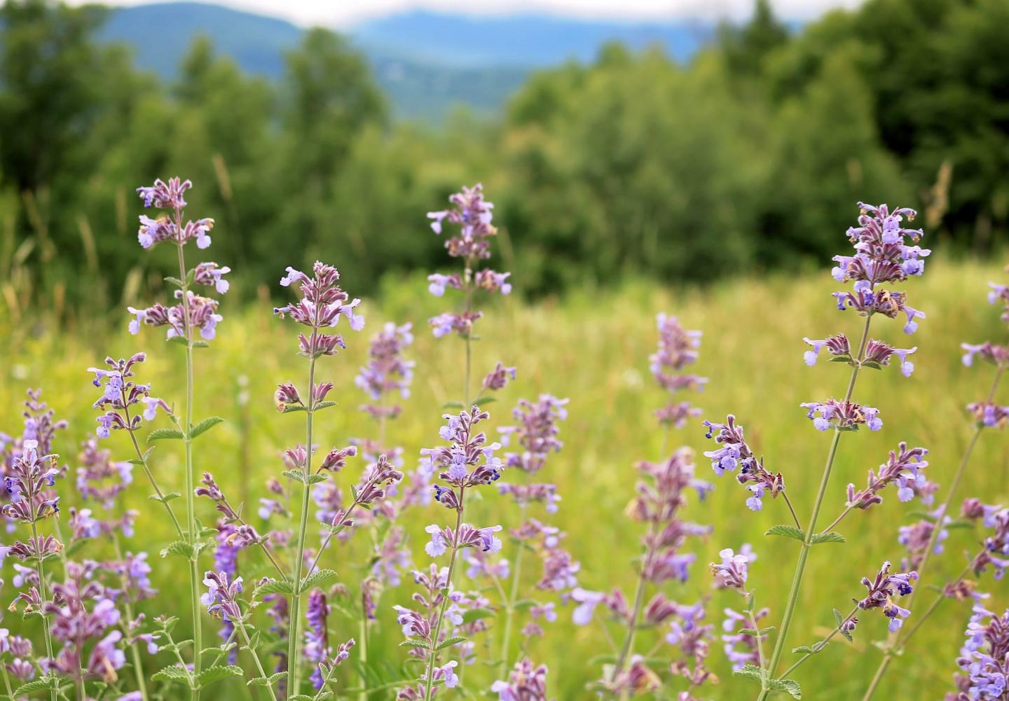 Eight Photos to Inspire Your Spring Getaway to Stowe