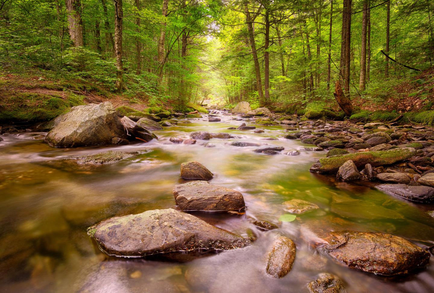 Flowing forest stream with sunlight filtering through lush green trees.