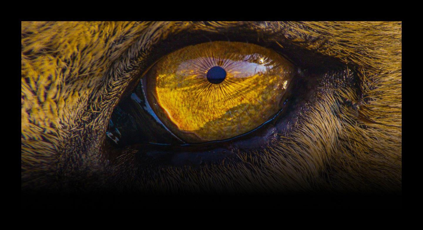 Silverback Films and Producer esk in association with Netflix’ Our Planet Live