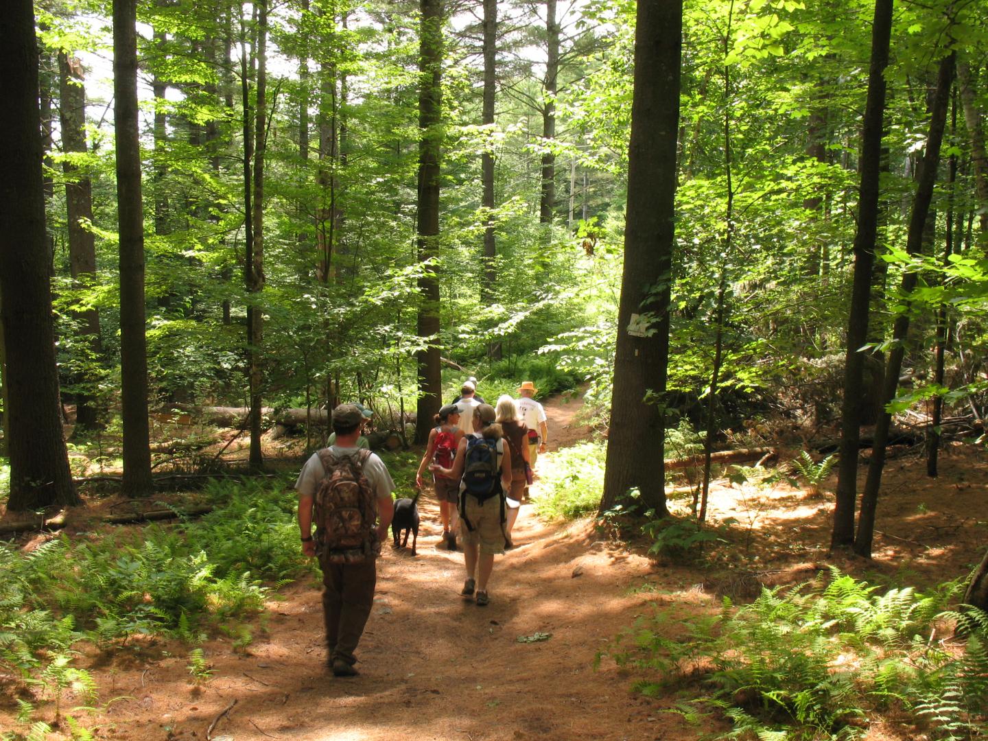 Hikers walking through a sunlit forest trail with tall trees.