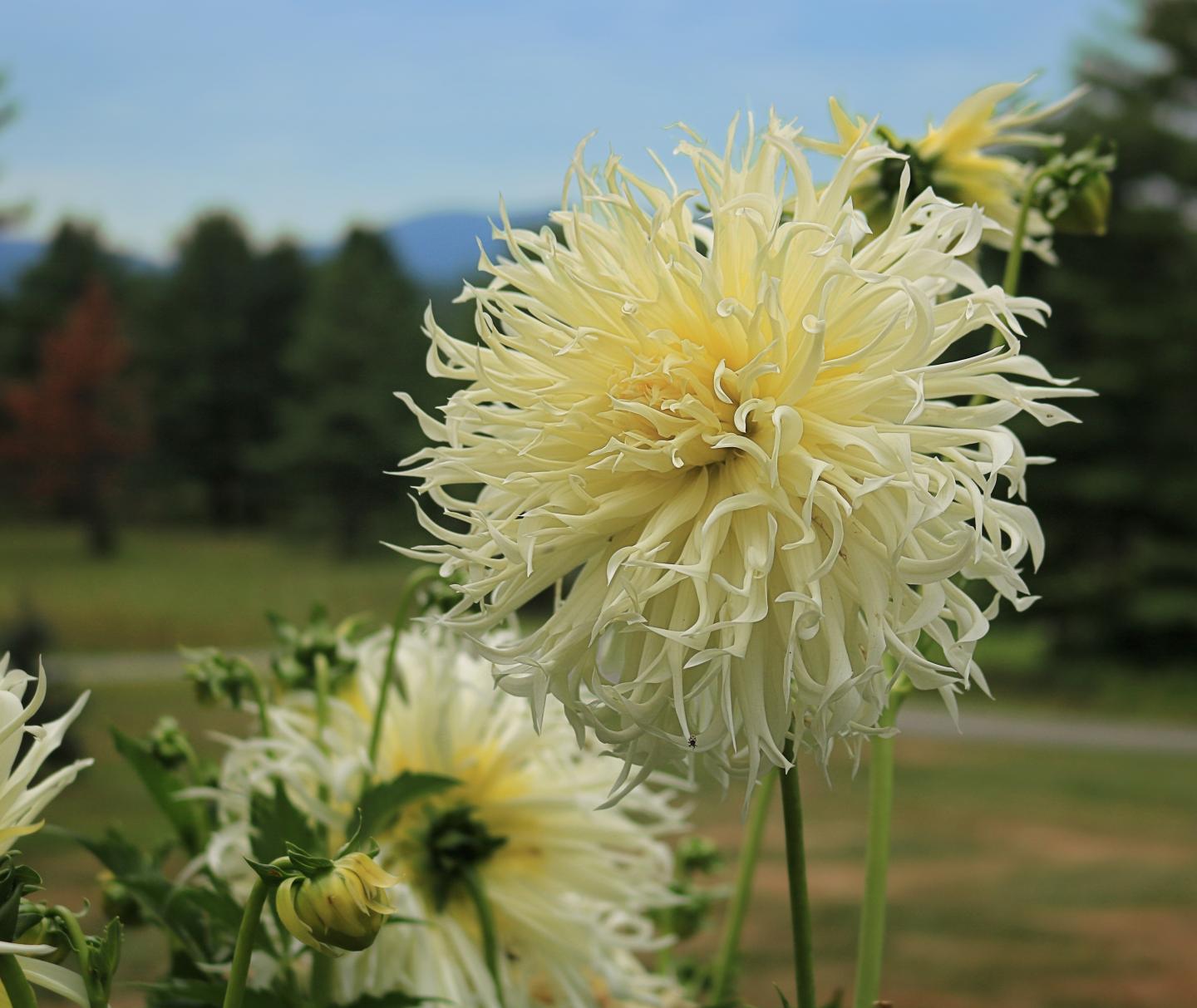 Dahlias blooming in a mountain garden setting.