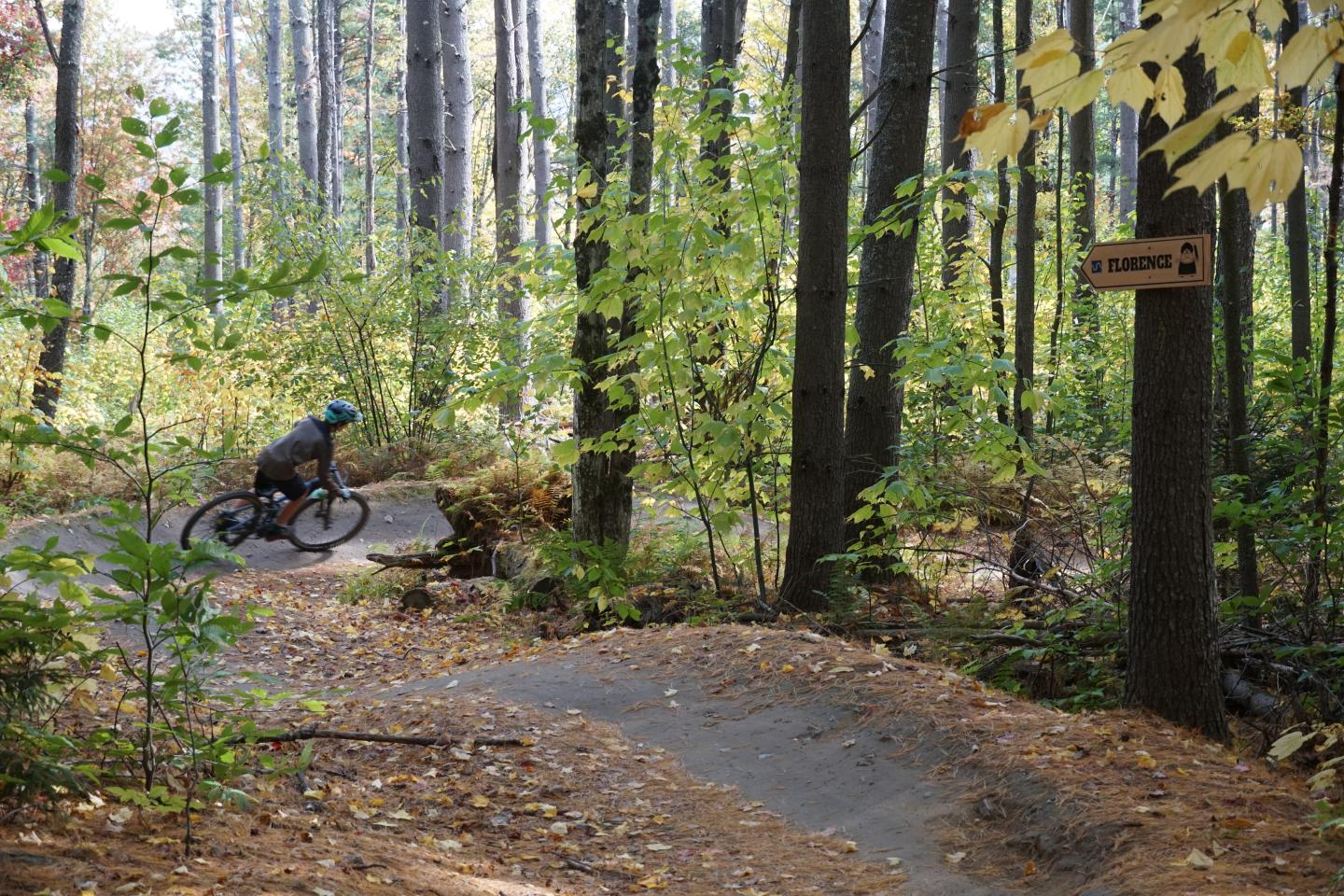 Cyclist rides on a forest path surrounded by tall trees.