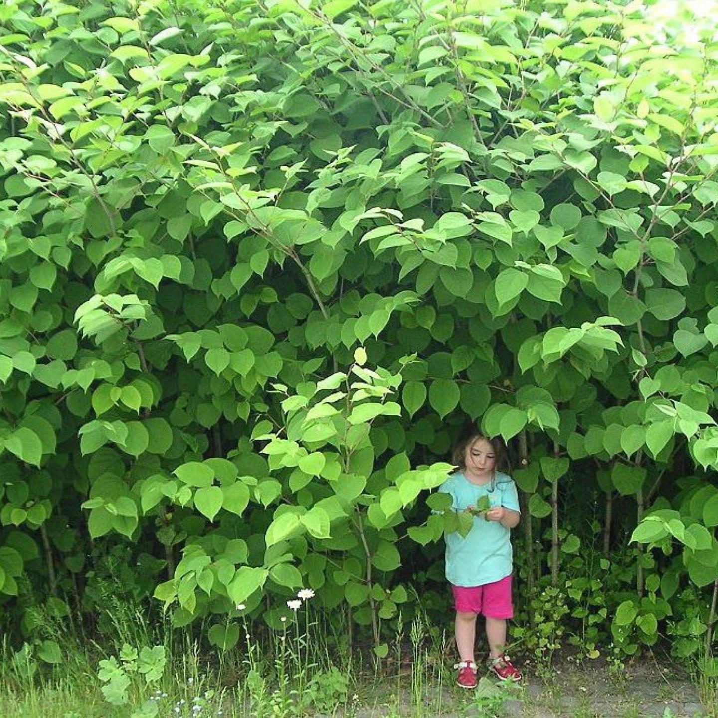 Child standing in a lush, green bushy area, wearing a light blue shirt and pink shorts.