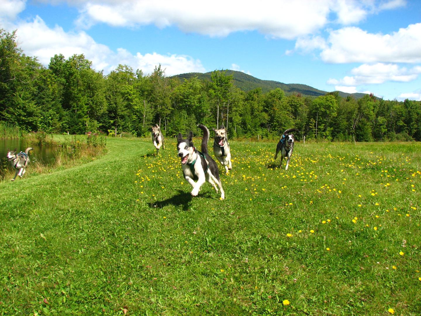 Huskies running on a grassy field under a clear blue sky.