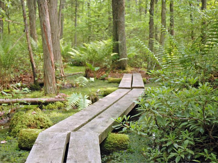 Wooden plank pathway through lush green forest.