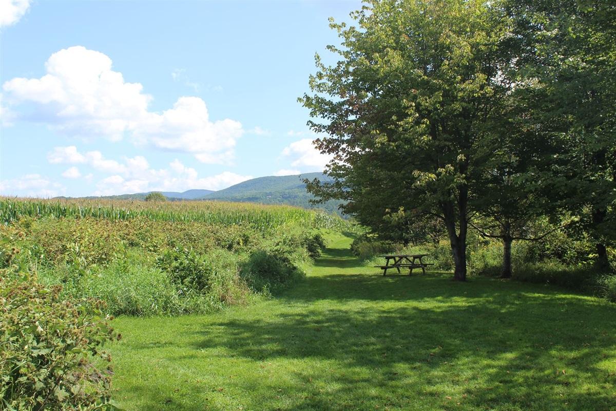 Sunny field with trees and a picnic table, bordered by tall grass and mountains in the distance.